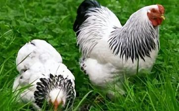 属鸡的几月出世最好,是什么命