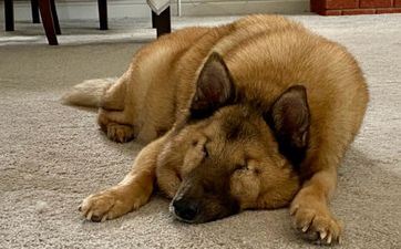 2006年属狗人2025年运程