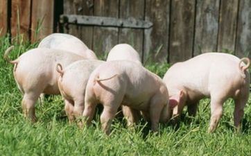 属猪人失眠时都在想什么