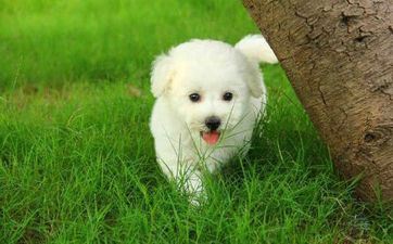 82年属狗人最佳车牌号 关于车牌号的选号技巧