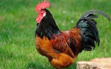 1981年属鸡人2025年全年每月运势运程