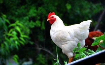 属鸡人2025下半年运势