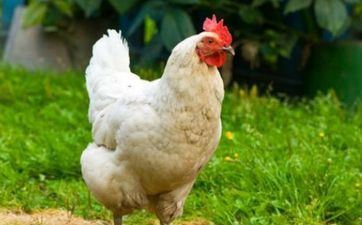 男属龙和女属鸡的婚姻状况 属龙男和属鸡女情感婚姻状况