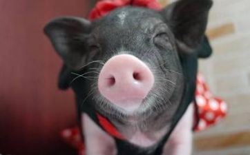 属猪寻求另一半时爱用的招数