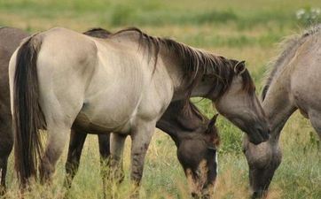 70岁属马人2024全年每月运势女人怎么