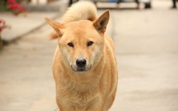 42岁属狗人桃花劫什么时分完毕