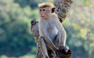 属猴出世时辰决议你的动物野性