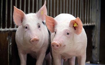 83年属猪女性晚年命运 83年属猪女后半生命运怎么