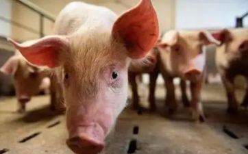 属猪几月出世好命，在本命年佩带什么饰品好