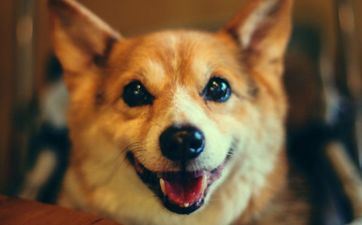 属狗人2024年桃花运降临