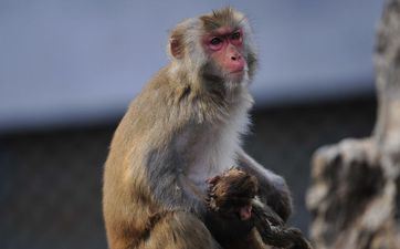 属猴什么色彩是吉祥色2024