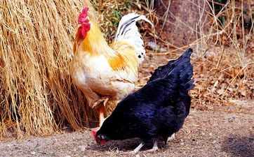 属鸡的本年多大年岁 1981年属鸡人2025年运势运程