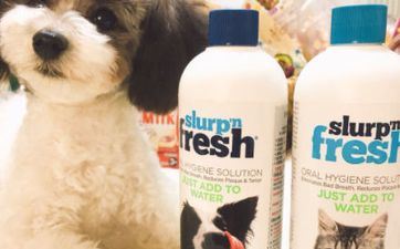 94年属狗男的姻缘何时到，蛇年猪年