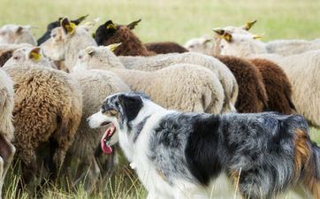 2021年属羊的赌运怎么样