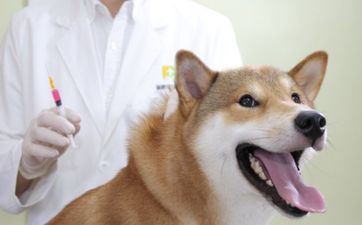 2025年属狗有什么大喜事