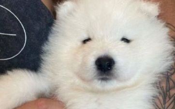 94年属狗人的灾祸年纪，30岁32岁42岁