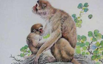 属猴女都有怎样的爆脾气