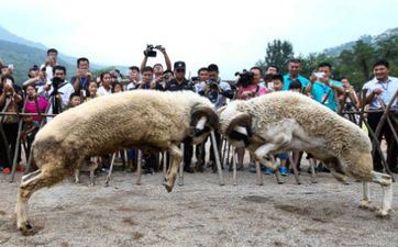 属羊往哪个方向找目标 属羊去哪个方向好