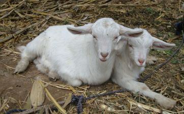 属羊人2024运势及运程详解