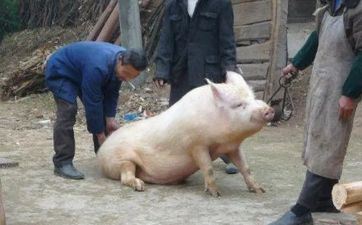 属猪的年份有哪些，剖析不同年份的属猪人性情