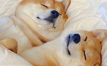 2024年8月属狗人爱情运势