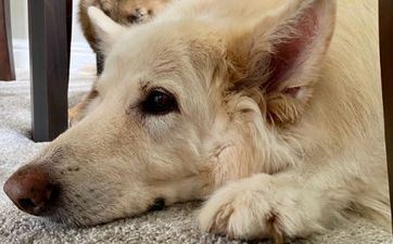 属狗的年份 属狗人流年运程