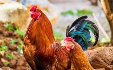 属相鸡最在乎的人是谁 属相鸡终身最大的贵人是爱人