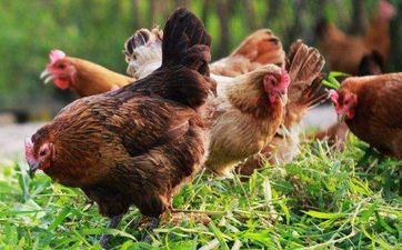 男属羊和女属鸡成婚好吗 属鸡女和属羊男的婚姻状况