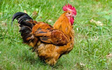 1993年出世的属鸡人2025年运势怎么？