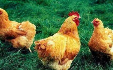 属鸡人这几个月生最好命，个个都是富豪命