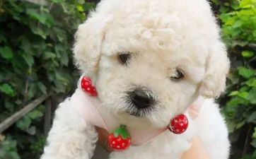 2024年狗的桃花劫是谁 属狗的孽缘属相