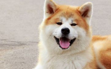 属狗子时出世的男孩起名办法和留意事项都有哪些