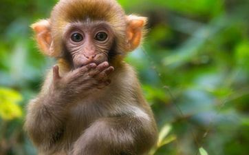 春天的山公好吗 属猴忌讳何时生