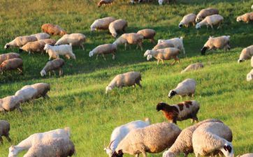 属羊的女人心里深处地实在性情怎么