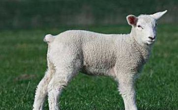 属羊几月出世好命，运势有什么过人之处