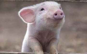 属猪的人真爱你应该怎么做