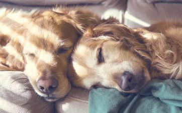 什么东西最旺属狗人 属狗人最忌讳的三个东西