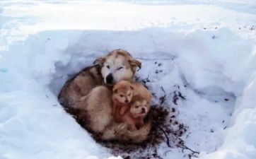 属狗人2025年下半年运势