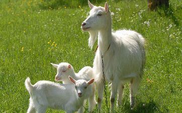 有哪些能够让属羊美好感爆棚的事