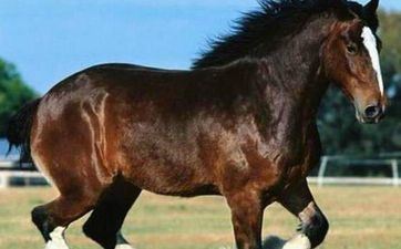 属马人的作业贵人属相是什么