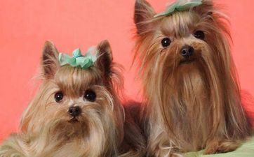 属相狗2025年纪几岁 1970属狗人2025年全年运势及运程