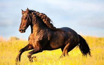 下半年能给属马带来好运的贵人属相