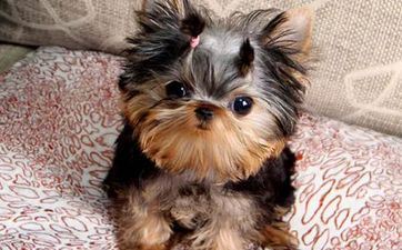 属相狗2024年7月全体运势猜测