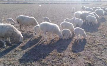 属羊的几月出世最好命