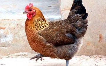 69年属鸡人哪年退休好 69年属鸡的哪年不旺