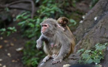 92年属猴人2025年每月运势运程 92年属猴2025全年运势