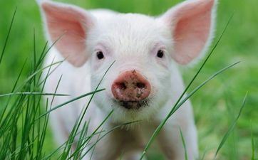 83年属猪创业需求留意什么