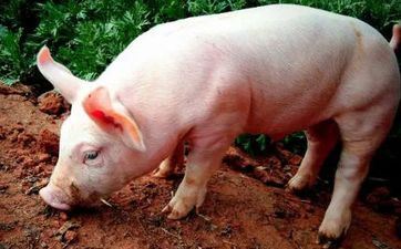 2025年属猪的要穿红内裤吗