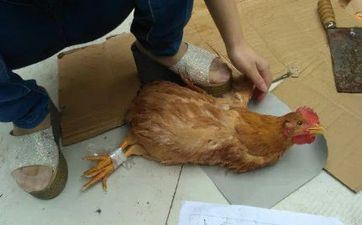 属鸡人干什么工作会发财