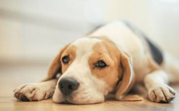 属相狗2024年7月爱情运势